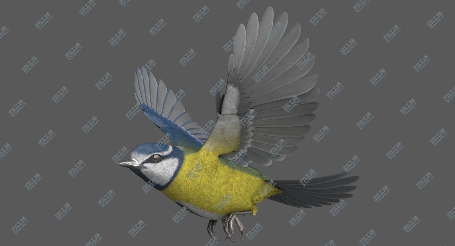 images/goods_img/202104092/3D Eurasian Blue Tit RIgged model/2.jpg